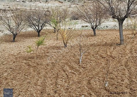 Aksalur'da 3.950 M2 Tek Tapu Bakımlı Satılık Bağ