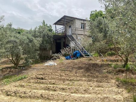 Umut Emlaktan Satılık Zeytinlik