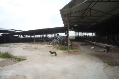 İzmir Torbalı Gold Emlaktan Satılık Hayvan Çiftliği Ve Tarla