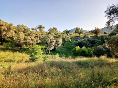 Hasköyde Zeytinlik..