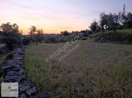 Milas Çiftlik'te Yolu Olan Z.tarla