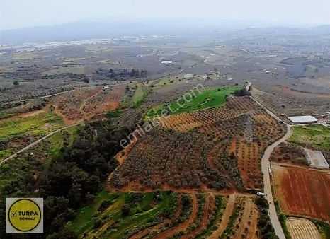 Bulgurca Köyü 9367 M2 Tek Müstakil Tapu - Satılık Zeytinlik
