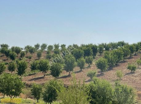 Karaköprü Büyükördek'de Satılık Tarla