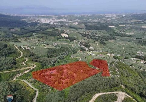 Aydın Söke Ağaçlı Da Full Deniz Manzaralı 52.534 M² Satılık Arazi!!!