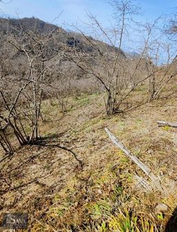 Sava Gayrimenkul Keşap Güneyköy'de Satılık Fındık Bahçesi