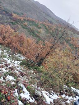 Sahibindensatilik 500 Mt Tarla Çoookuyguna İznik Tacirde Köyün Yaninda