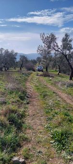 Ezine Merkeze Yakın Zeytinlik