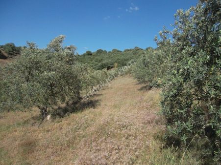 Manisa Salihli Kızıl Avlu Mahallesinde Satılık Zeytinlik