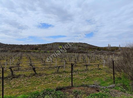 Osmancalı Asfalt Yola Sıfır 9 Dönüm Satılık Bağ.