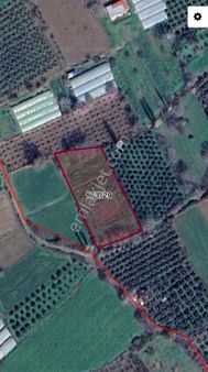 Burhaniye Dutluca'da Kadastral Yollu Yatırımlık Satılık Tarla