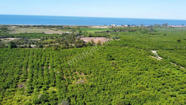 Yatırım Ve Tarım İçin İdeal! Karasu'da Satılık Verimli Fındıklık