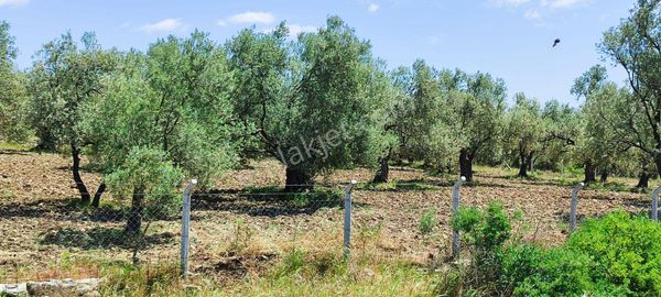Can Emlak’tan Ayvalık’ta Yatırımlık Ulaşımı Kolay Zeytinlik!