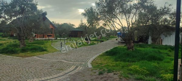 Doğayla İç İçe, Cunda Adası’nda Bakımlı Ve Verimli Zeytinlik Satılık