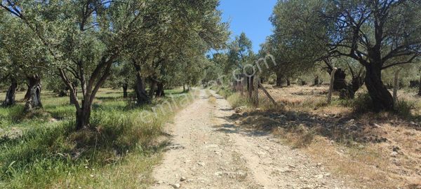 Ayvalık Mutlu Köy Mevkiinde Kadastro Yola Sıfır, Ana Yola Yakın Süper Zeytinlik!