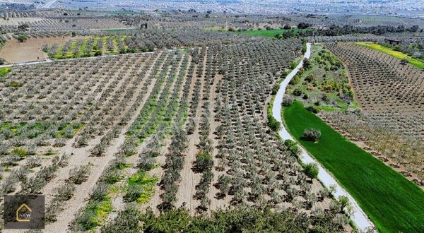 New Gyo 'dan Hatun Köy' De Ana Yola Sıfır Satılık Zeytinlik