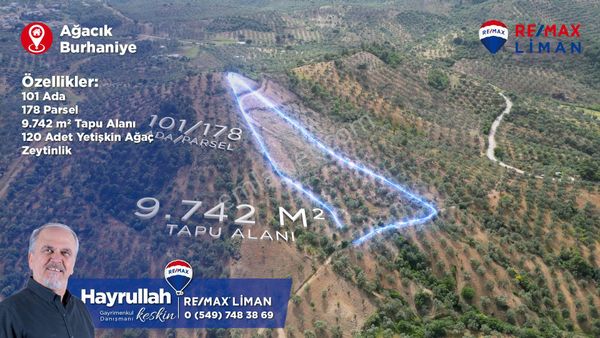 Burhanıye Ağacık'da Satılık 9.742 M2 Zeytınlık