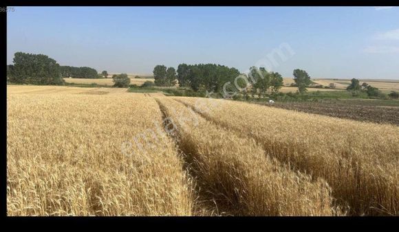 Satilik Tekirdağ Ergene Yatirimlik Müstakil Tapu Tarla