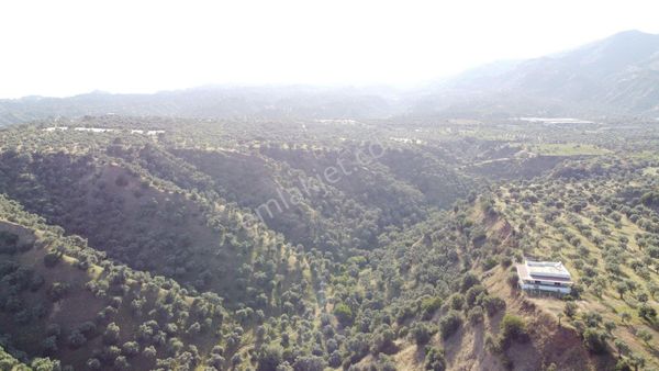 Nazilli İsabeyli'de 64 Dönüm Zeytinlik