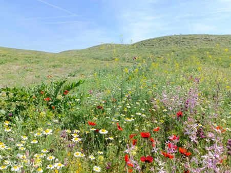 Söğüt Emlak'tan İscehisar'da Satılık Tarla Yol Var
