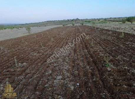Oylumda Ana Asfalta Yakın Resmi Yol Üzeri Bağevlerinin İçinde