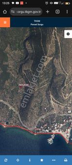 Kapaklı Satılık Hisseli Zeytinlik