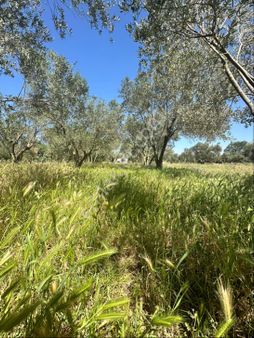Bergama Ayazkent Mahallesi Köy Yanı Zeytinlik