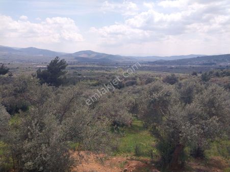 Satılık Zeytinlik 4890 M2 Köye Bitişik Tek Tapu