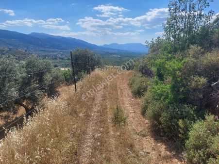 İzmir Kemalpaşa Yeşilyurt Köy Merkezine Yakın 4735 M² Zeytinli Tarla Bağ