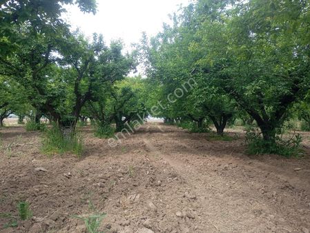 Sinan Emlak'tan 8.mıntıka'da 3.100 M2 Erik Bahçesi