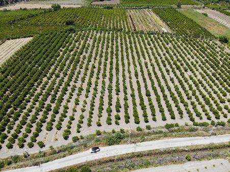 Ortaca Mergenli De 13 500 M2 Tarla Satılık