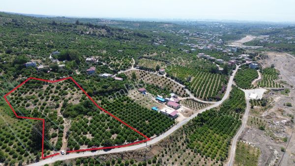 Sahile Ve Şehir Merkezine 10 Km Mesafede Satılık Limon Bahçesi