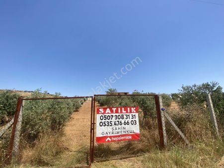 Tire Şahin Gayrimenkulden Yenioba Mah Satılık Zeytinlik