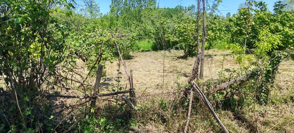 Samsun Terme Sarayköy Kızılcaluda Yol Üzeri Satilik Fındık Bahcesı