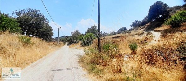 Lapseki Çardak Deniz Manzaralı Zeytin Ağaçlı Fırsat Tarla