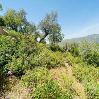 Söke Emlak Ofisisınden Guzeltepede Satılık Zeytinlik