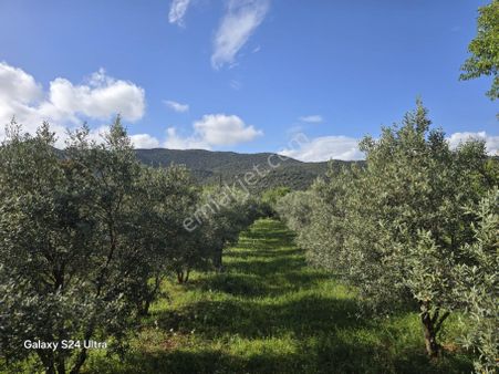 Satılık Zeytin Bahçesi