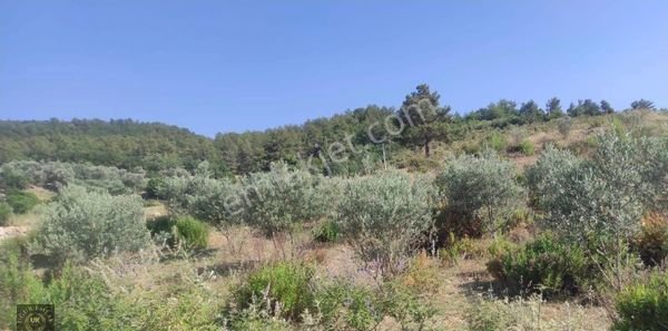 Uğur'dan Seydikemer Çatak Mahallesinde 421m2 Köyiçi İmarlı Arazi