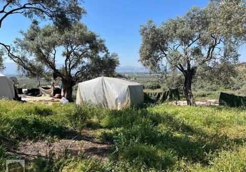 İzmir Bayındır Merkezde Satılık Zeytinlik