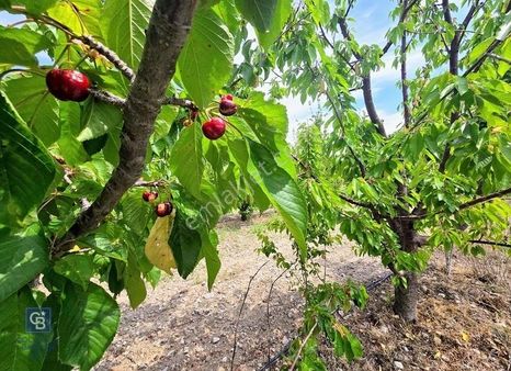 Honaz Menteşe'de 10,280 M² Müstakil Tapu Satılık Meyve Bahçesi
