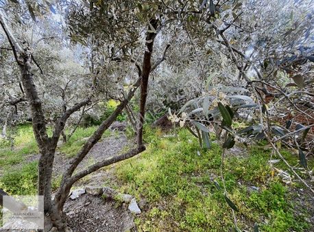 Hatunoğlu'ndan Dikili-kabakum'da Satılık 656 M2 Köyiçi Arsa