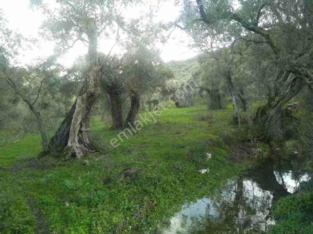 Cool''dan Türkıye'nın En Iyı Zeytin Yağını Veren Zeytinlik