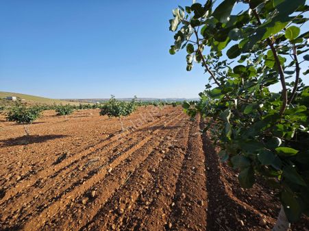 Şeyhzeliha Mahallesi'nde Satılık Zeytinlik Ve Fıstıklık