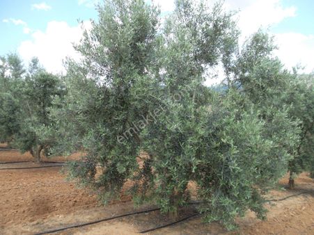 Manisa Salihli İlçesinde Satılık Zeytin Bahçesi