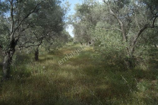 İzmir Torbalı Gold Emlaktan Satılık Zeytin Bahçesi