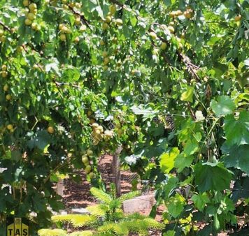 Haymaana Yoluna 50 Metre 2.000 M2 Satılık Arsa