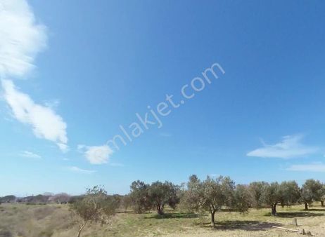 Eceabat Büyükanafartalar Da Satılık Tarla 6 Dönüm