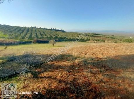 Manisa Saruhanlı Halitpaşa Ana Cadde Üzeri 14.450 M2 Zeytinlik