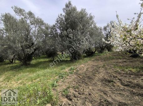 Manisa Sancaklı Uzunçınar'da 982m2tapu+400m2 Hazine Arazili