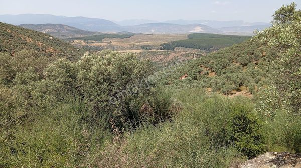 Milas Kemikler Köyünde Satılık 4548 M2 Zeytinlik