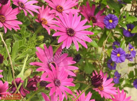 Urla Zeytinalanı'nda Satılık 4+1 Deniz Manzaralı Villa